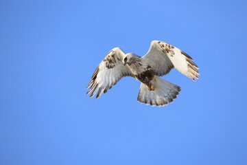 The rough-legged buzzard (Europe) or rough-legged hawk (North America) (Buteo lagopus menzbieri) in...