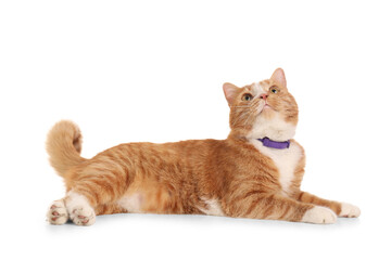 Cute ginger cat lying on white background