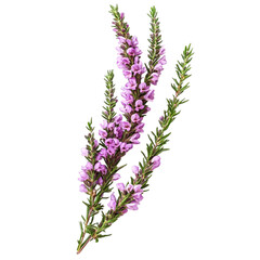 Delicate purple heather blossoms blooming elegantly against a black background a symbol of serenity and natural beauty