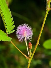 oil palm fruit on the tree and ripe