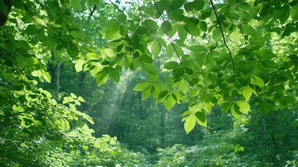 Lush green foliage canopy, sunlight filtering through leaves