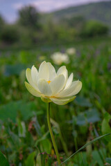 Obraz premium white lotus flower