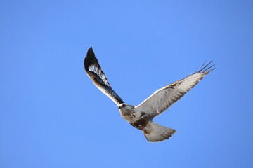 Obraz premium The rough-legged buzzard (Europe) or rough-legged hawk (North America) (Buteo lagopus menzbieri) in Hokkaido, Japan.