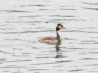 カンムリカイツブリ