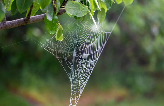spider web with dew drops