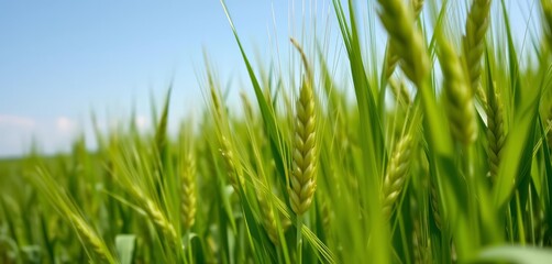 Obraz premium Close-up of lush green wheat field swaying gently in the breeze, sunlight, organic