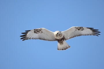 The rough-legged buzzard (Europe) or rough-legged hawk (North America) (Buteo lagopus menzbieri) in Hokkaido, Japan.