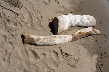 Dry trunk on the golden sand on a Colombian coast.