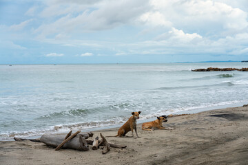 Two dogs resting on the shore of a sandy beach on a Caribbean coast in Colombia.