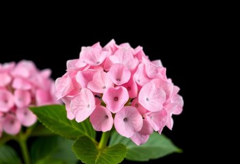Fototapeta premium Delicate pink hydrangea inflorescence, isolated on black, artistic, floral