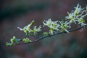 branch of a cherry tree in spring