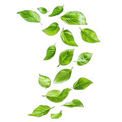 Fototapeta premium Green Leaves - isolated on white background