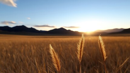 Obraz premium Golden field at sunset