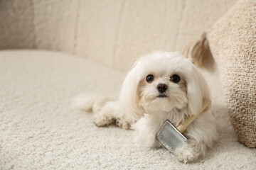 Cute Maltese dog with grooming brush on sofa at home