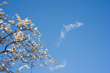 青空と白梅　早春のイメージ