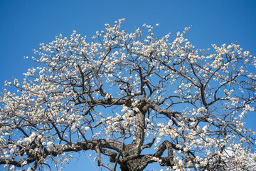 青空と白梅　早春のイメージ
