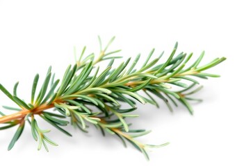 A sprig of fresh rosemary, green leaves, isolated on white , design element, sprig