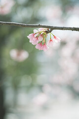 緋桜のある風景