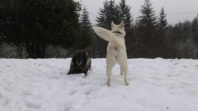 Husky & Norwegian Elkhound Play In The Snow