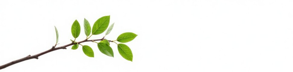 Obraz premium A small branch with twigs isolated on white background, white background, foliage