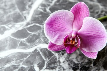 Plakat A vibrant pink orchid rests gracefully on a sleek, gray marble surface.
