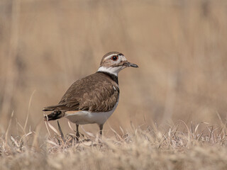 killdeer in grass