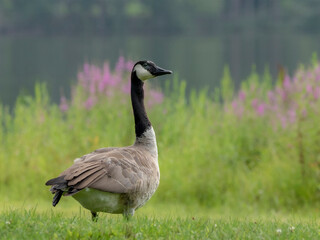 canada goose on the lake