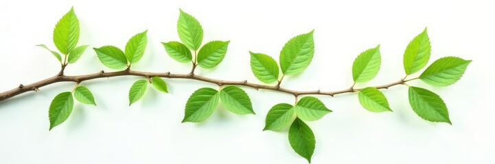 Fototapeta premium Three branches forming an 'X' shape on white background, leafy, verdant