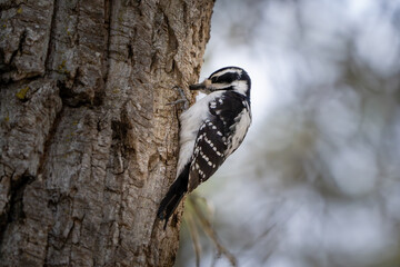 great spotted woodpecker