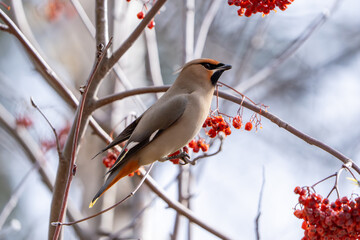 waxwing bird on a branch