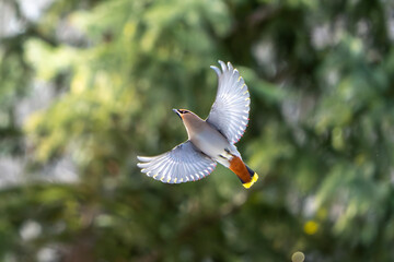 waxwing bird in flight