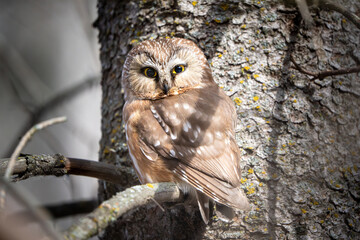 owl on a branch
