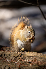 squirrel eating nut
