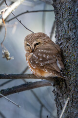 owl on a branch