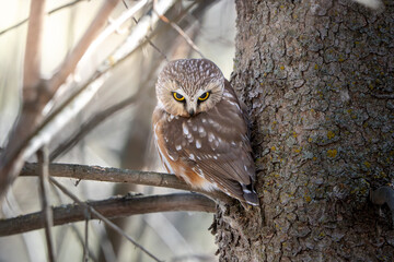 owl on a branch