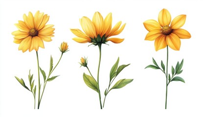 Three Yellow Flowers with Green Stems and Leaves Botanical Illustration of Blooming Flowers Spring or Summer Decoration with Isolated White Background