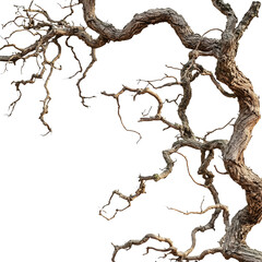 dry old jungle vines isolated on transparent background