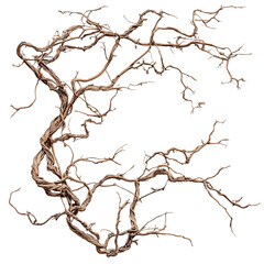 dry old jungle vines isolated on transparent background