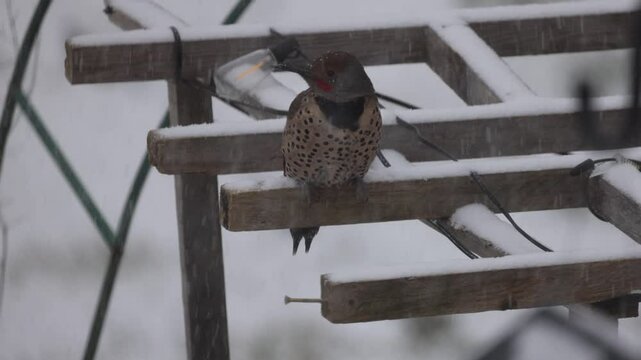 Northern Flicker Sitting On A Pergola 