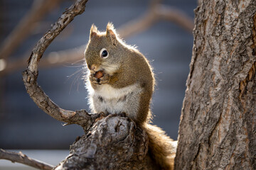 squirrel on a tree