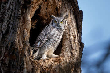 great horned owl in tree