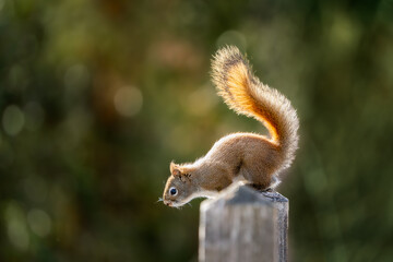 squirrel in a park