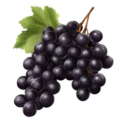 Fototapeta premium bunch of fresh black grapes isolated on transparent background a