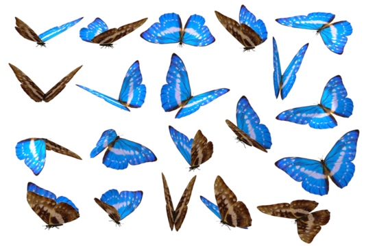 Set of Exotic Blue Butterflies with Detailed Wing Patterns