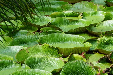 large water lillies in pond