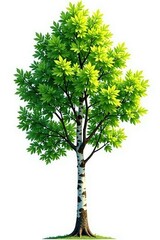 Isolated branches of birch tree on white background, nature, foliage, tree
