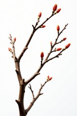 Isolated branches with intricate details against a crisp white background, woodgrain, organic