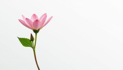 Fototapeta premium Single flower bud isolated on white background, petals, small, tiny