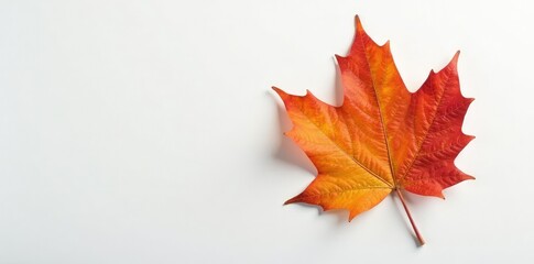 Fototapeta premium Single maple leaf branch with veins on white surface, fall colors, autumn