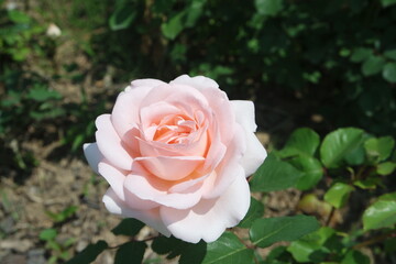 A Rose Flower Penny Lane With Green Leaves In Garden